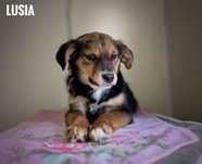 Lusia, 8 miesięcy, 10 kg, adopcja za darmo oddam
