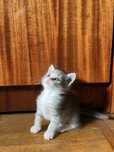 Кошенята безкоштовно