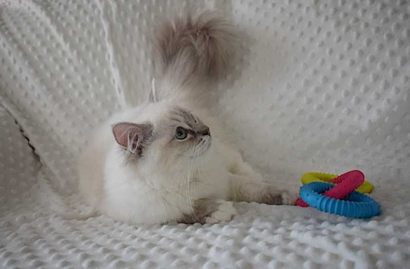 SOYA - rodowodowa kotka rasy ragdoll FPL