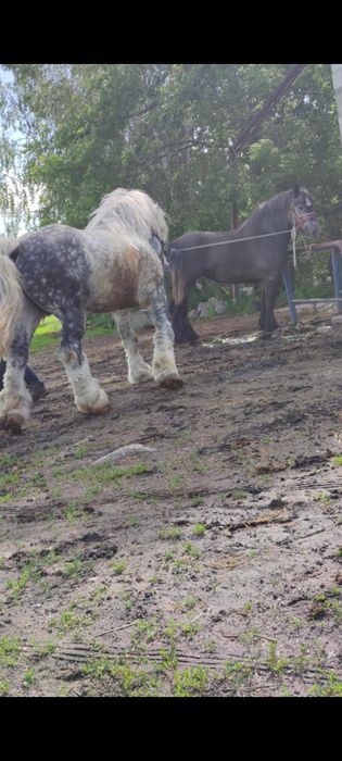 Sprzedam konie szpaki