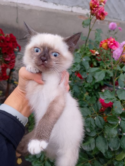 Кошенята в добрі руки.