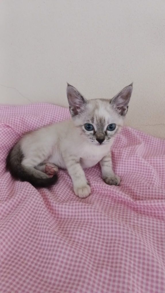 Gatinho bebe para adoção