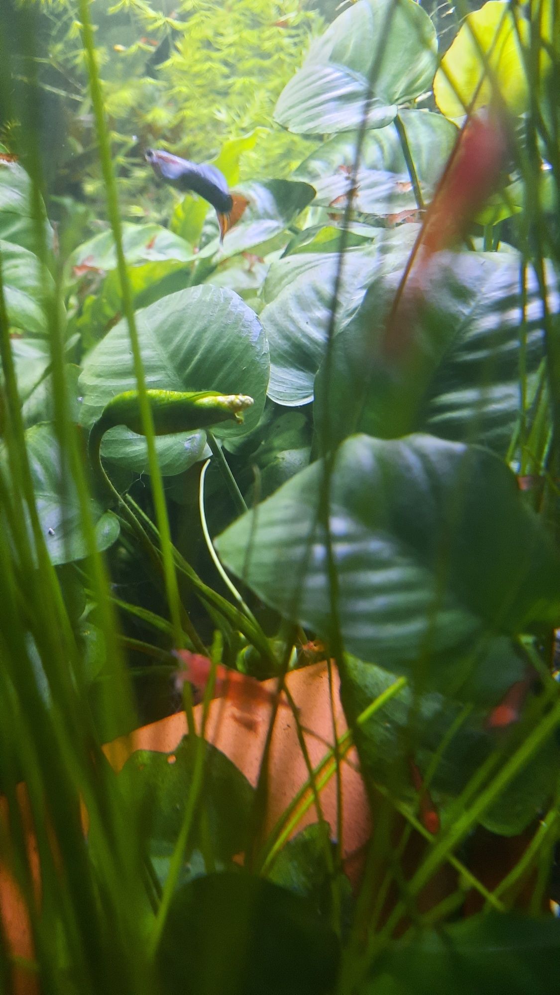 Poda de Anubia grande