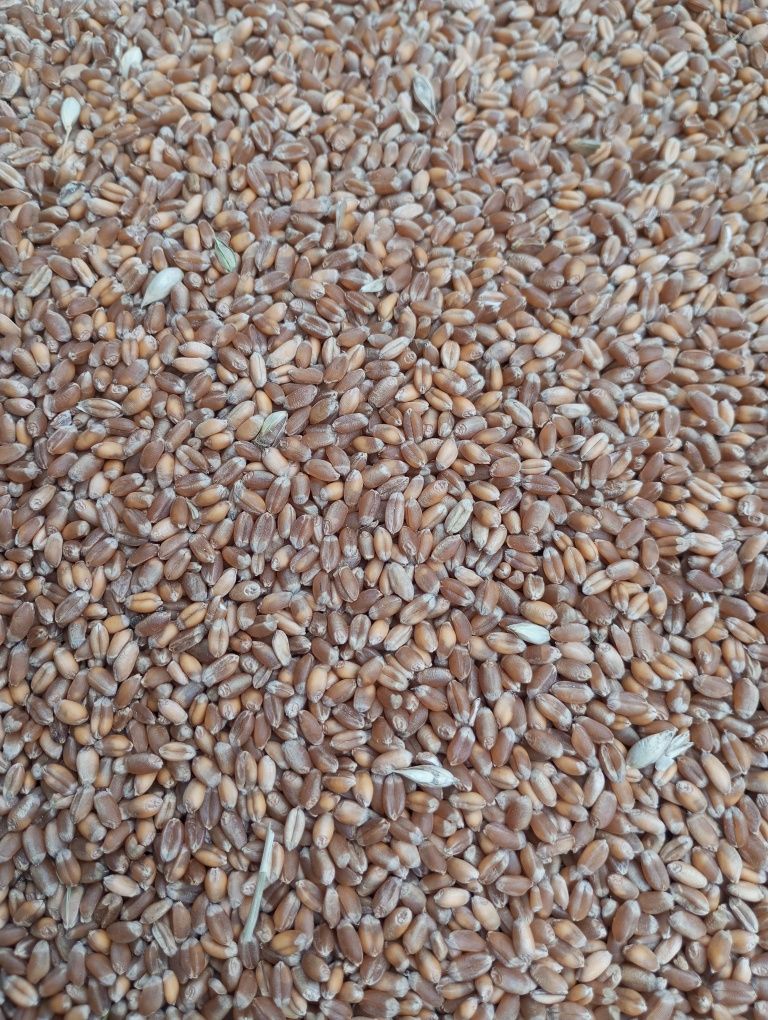 Продам пшеницю 2025 р