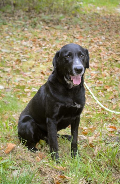 Oskar w typie labradora szuka domu