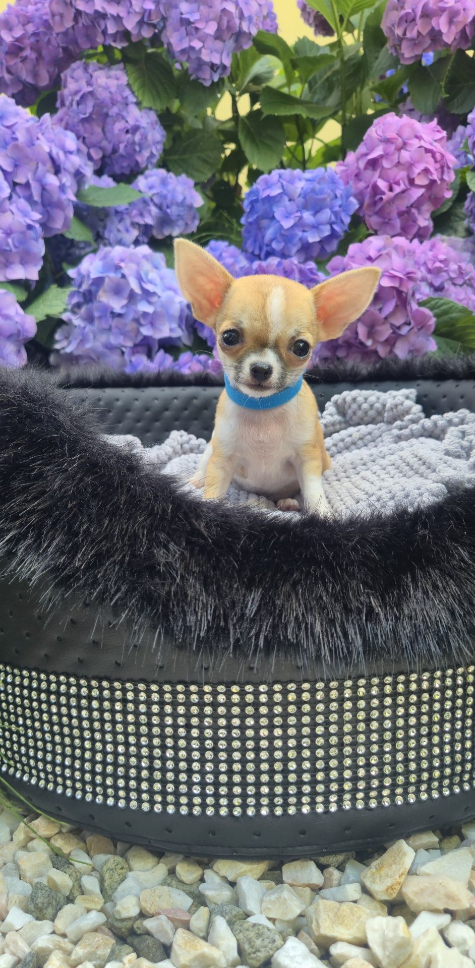 MINI XXS przecudowny chłopczyk chihuahua krótkowłosy miniaturka