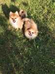 Szpic Miniaturowy Pomeranian Suczka