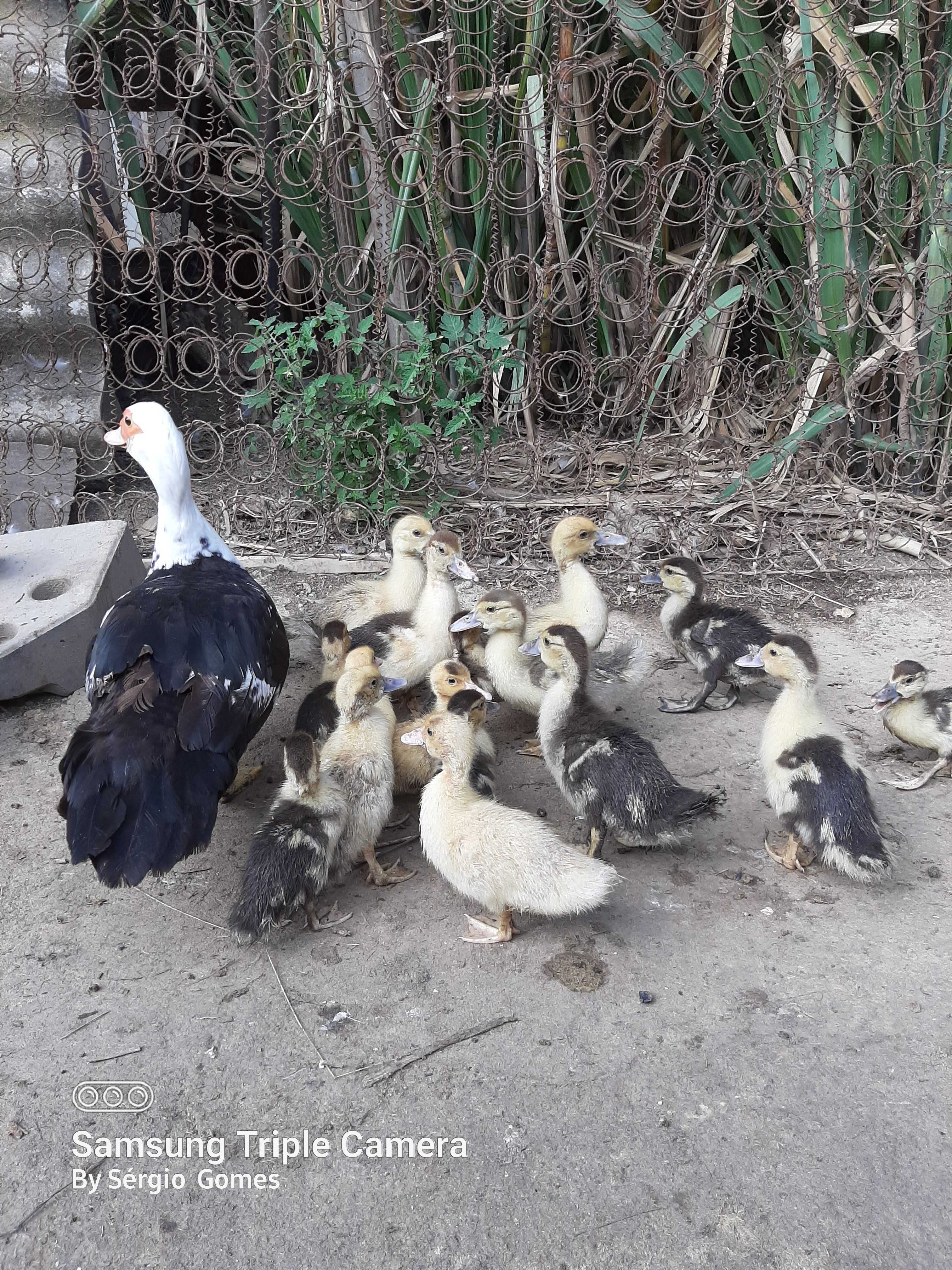 Patinhos  mudos.
