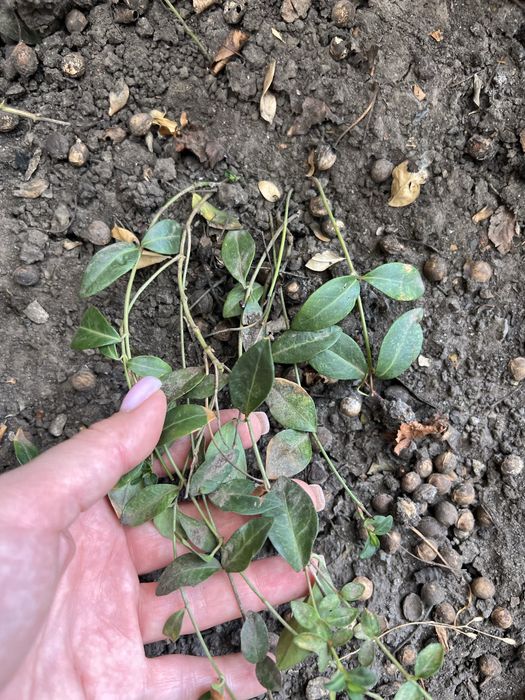 Барвинок вариегатный и атропурпурея