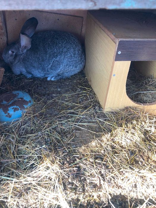 Продам кролі породи Європейська шиншила