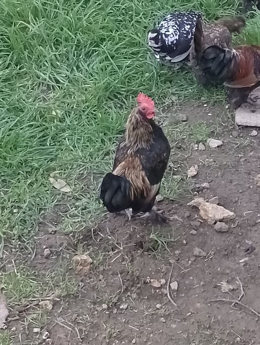 Карликові півні .