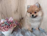 Szpic Miniaturowy Pomeranian