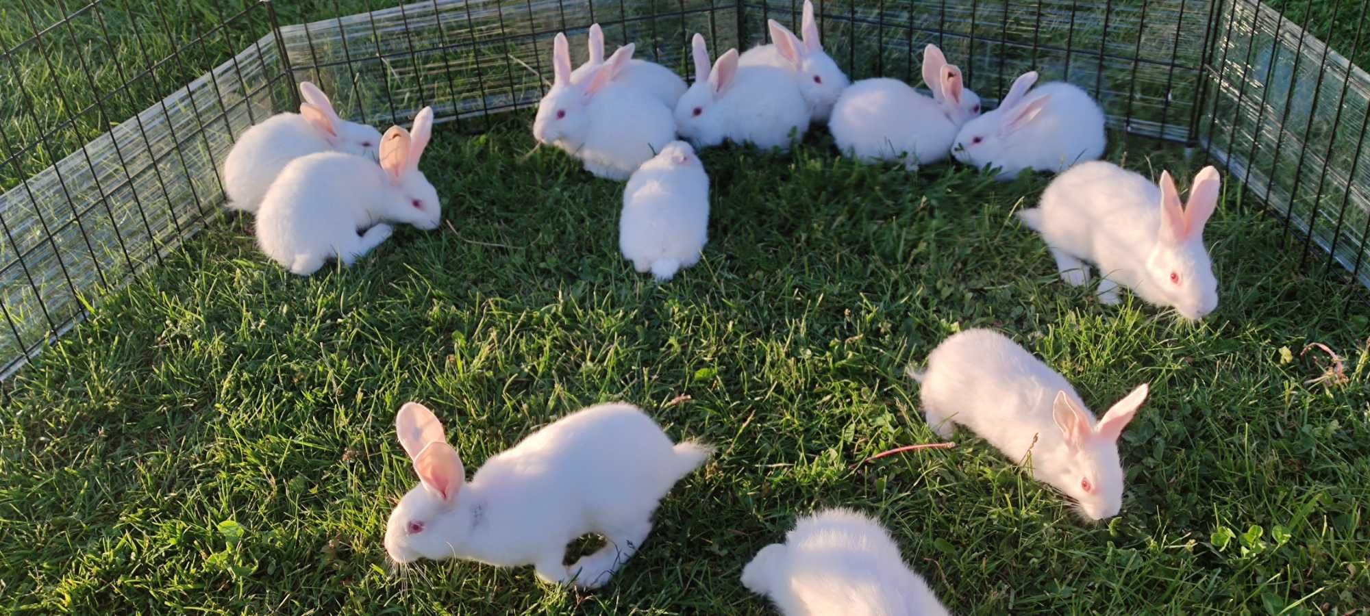 Młode króliki Termondzkie termondy