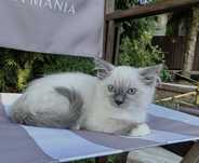 Koteczka Ragdoll