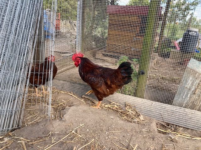 Galo Rhode Island red puro 10 meses