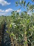 Oliwka europejska ; Olea europea