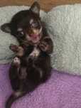 WEDEL chihuahua XXS dlugowlosa czekoladowy