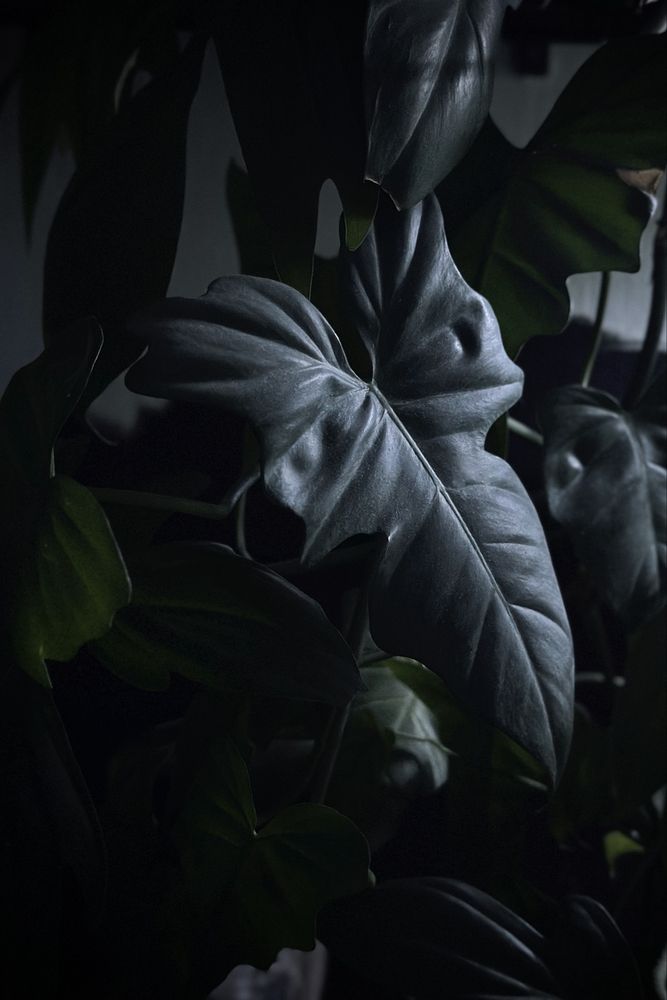 Philodendron Golden Dragon - piękny Filodendron, pędówka lub szczyt