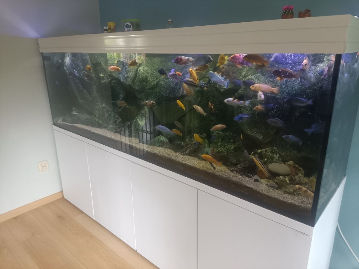 Akwarium Malawi 600l