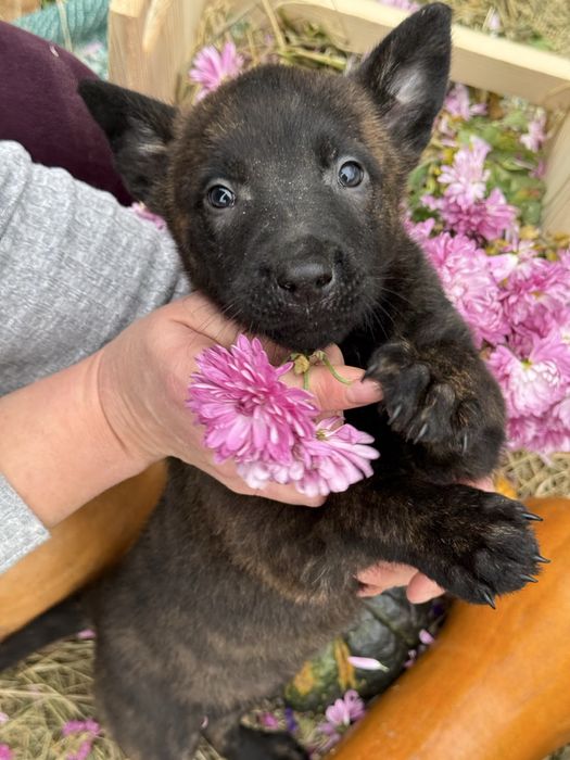 Голландська вівчарка Хердер (Не Малінуа)