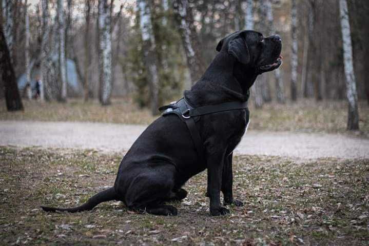 В'язка кане корсо
