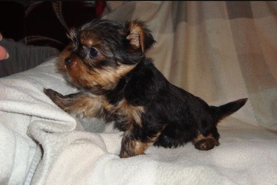 Щенки Йоркширского терьера.