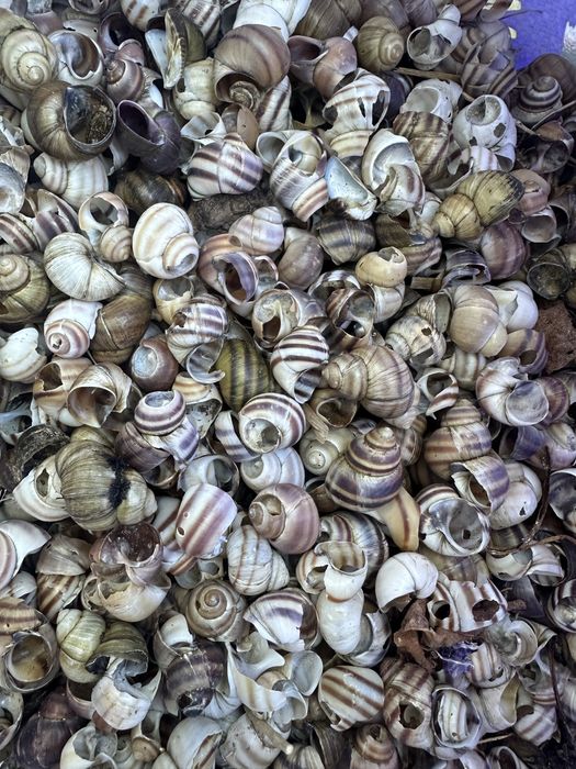 Кормовая ракушка