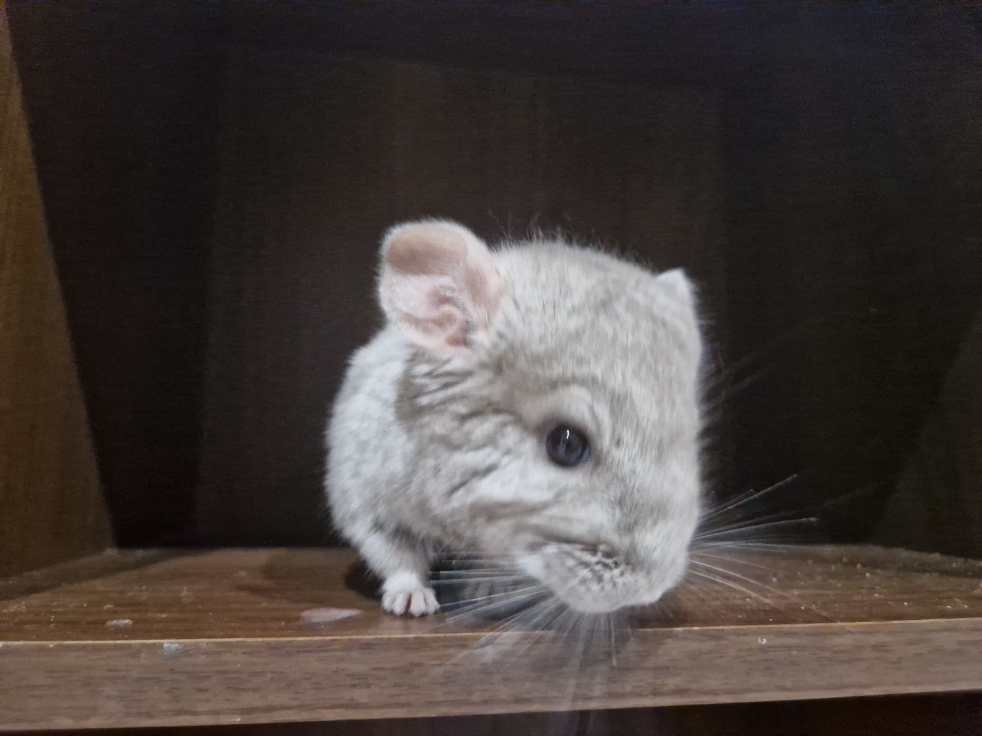 Szynszyl chinchilla beżowy samiec 3.5 miesiąca. Zdrowy, oswojony karma