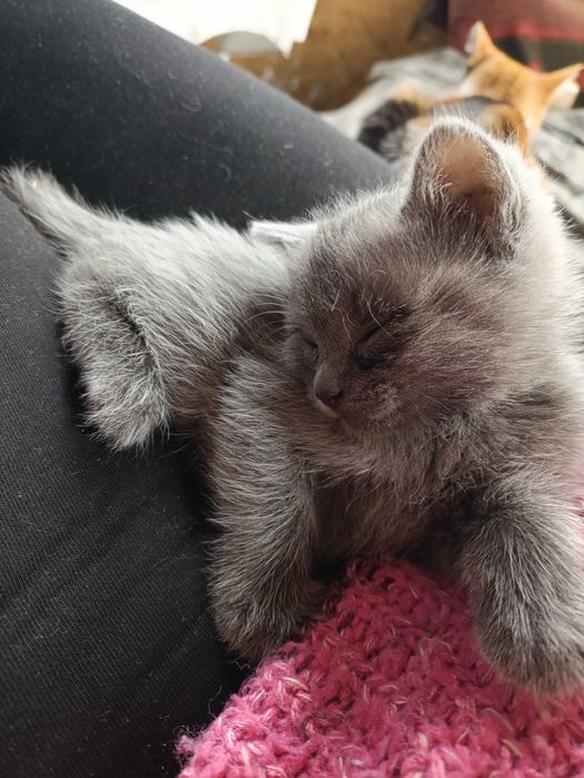 Отдаем котенка мальчика