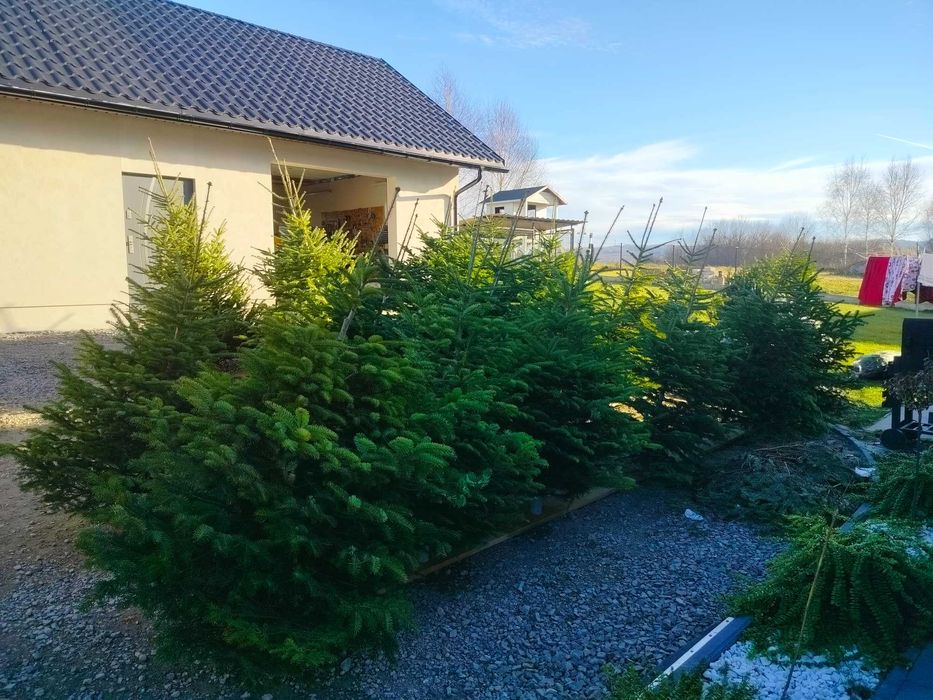 CHOINKI Jodła kaukaska cięta