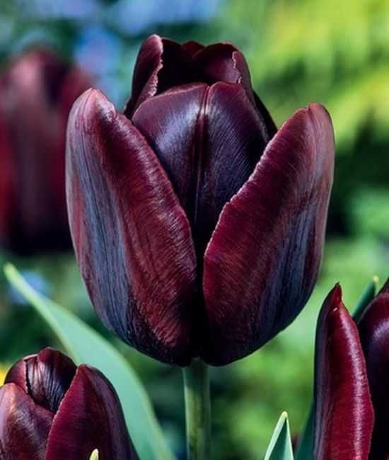 Tulipany mieszane 100 cebulek za 100 zł