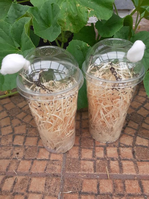 6x Muszki nieloty Drosophila hydei