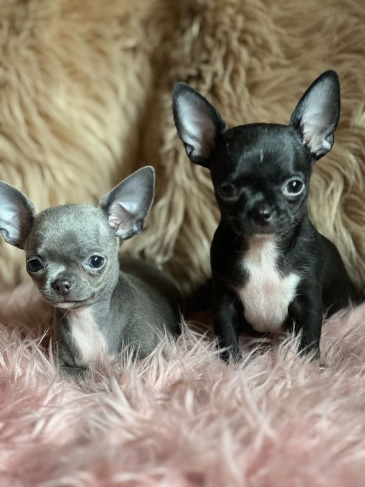 Chihuahua śliczny piesek