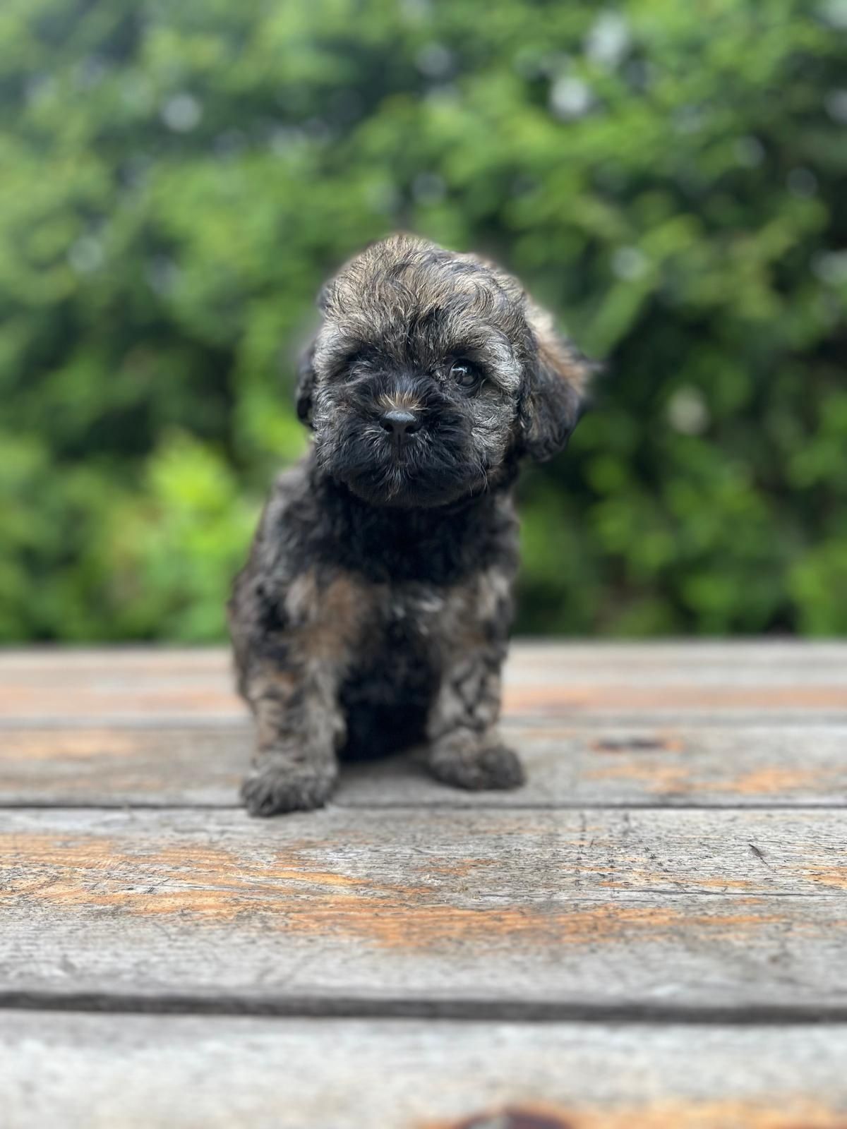 Maltipoo suczka.