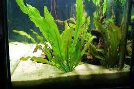 MISIEKZOO Rośliny -  Echinodorus Major