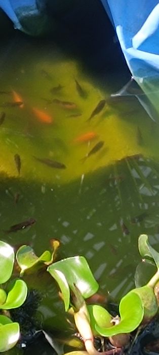 peixes pimpom  vermelho