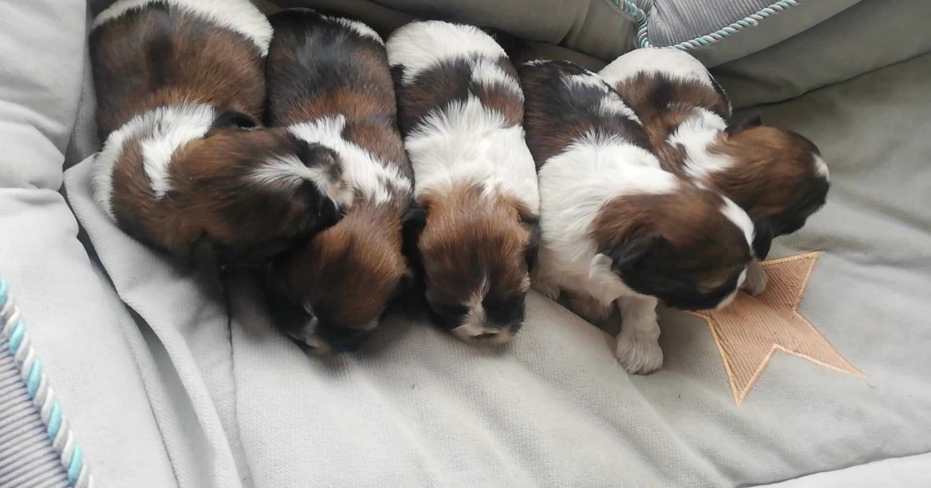 Sunia shih tzu szczeniaczek