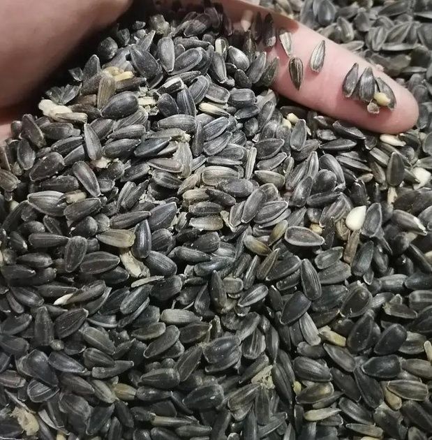 Продам кукурудзу , пшеницю .