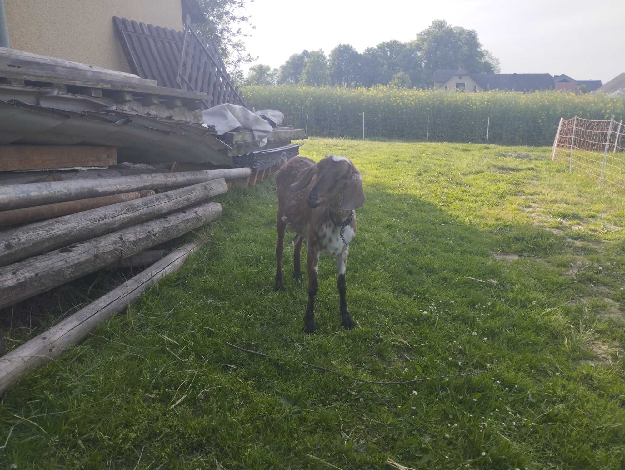 Sprzedam koze wysokogórska anglonubijska