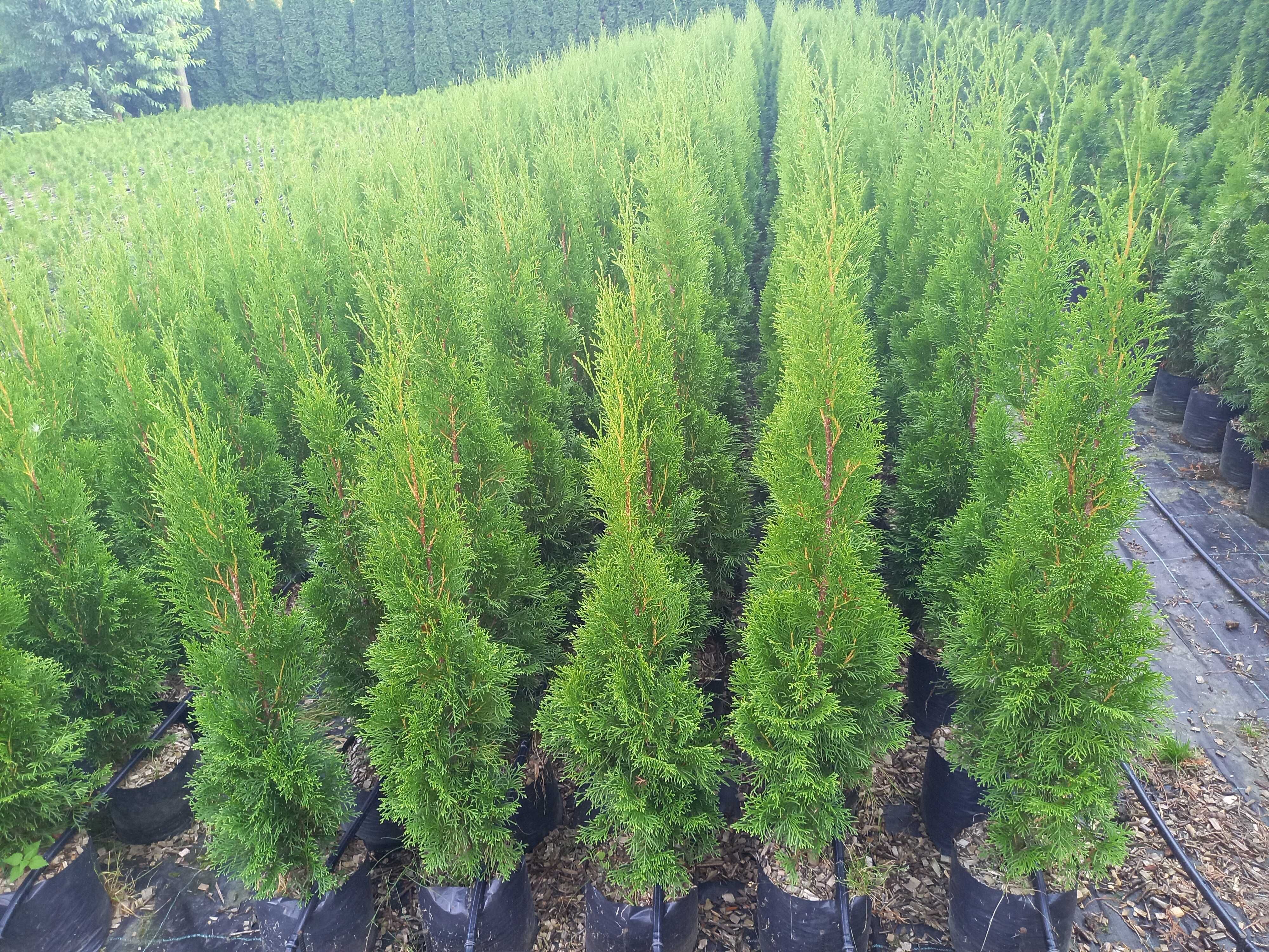 Tuja Szmaragd 100 -120 cm W DONICZCE 5 L   dostawa