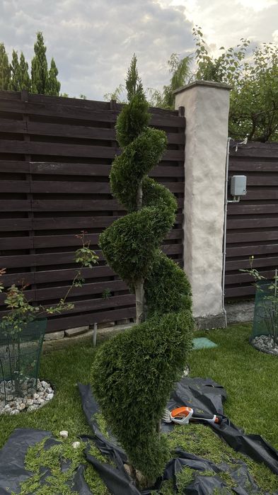 Декоративна стрижка та обрізка зелені, хвойних дерев та кущів, та ін