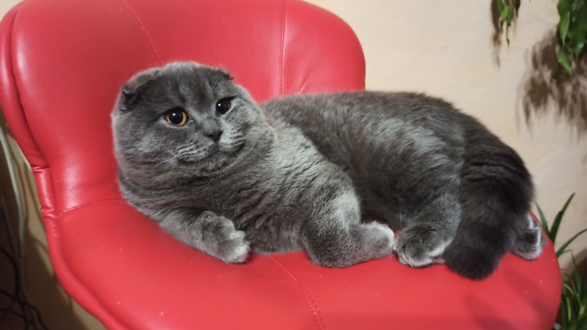 Чистокровний Щотландський висловухий голубий ( Scottish Fold).Вязка.