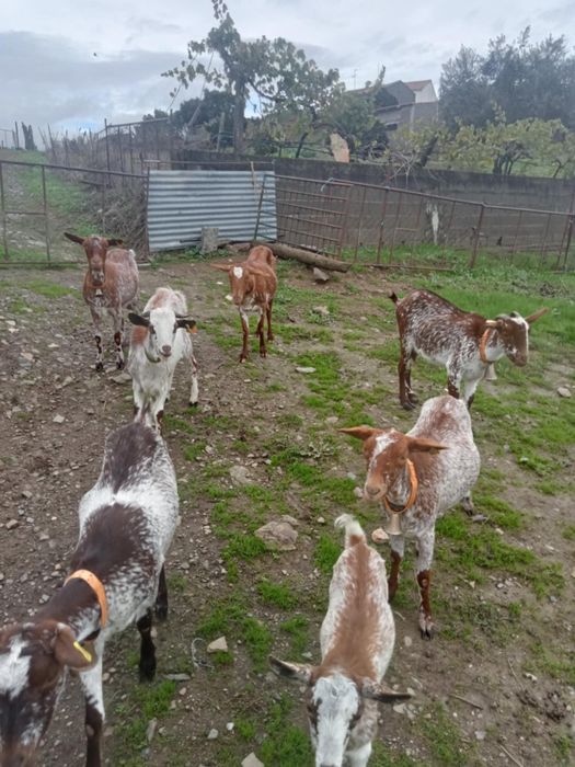 Rebenho Cabras Floridas