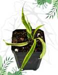 Philodendron Florida Beauty x Tortum Variegata Ø-6cm H-10cm