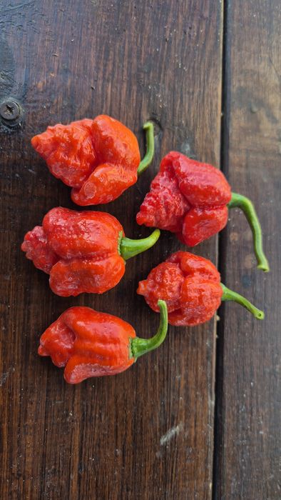 Carolina Reaper Кароліна Ріпер Гострий Перець. Суперхот