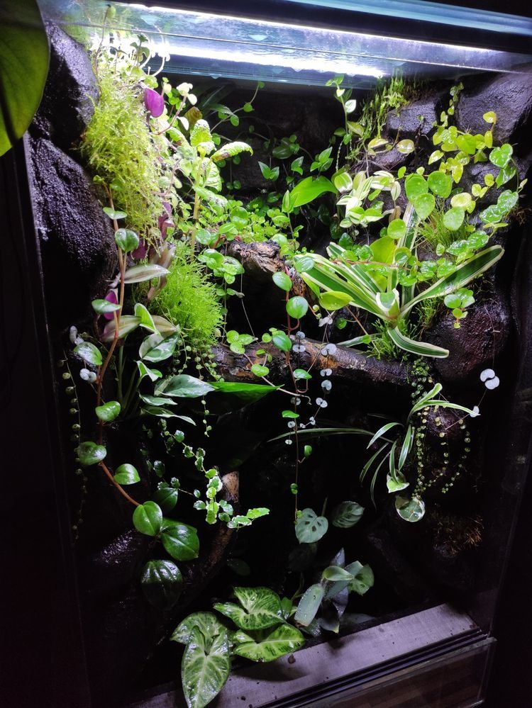 Terrarium tropikalne gekon orzesiony