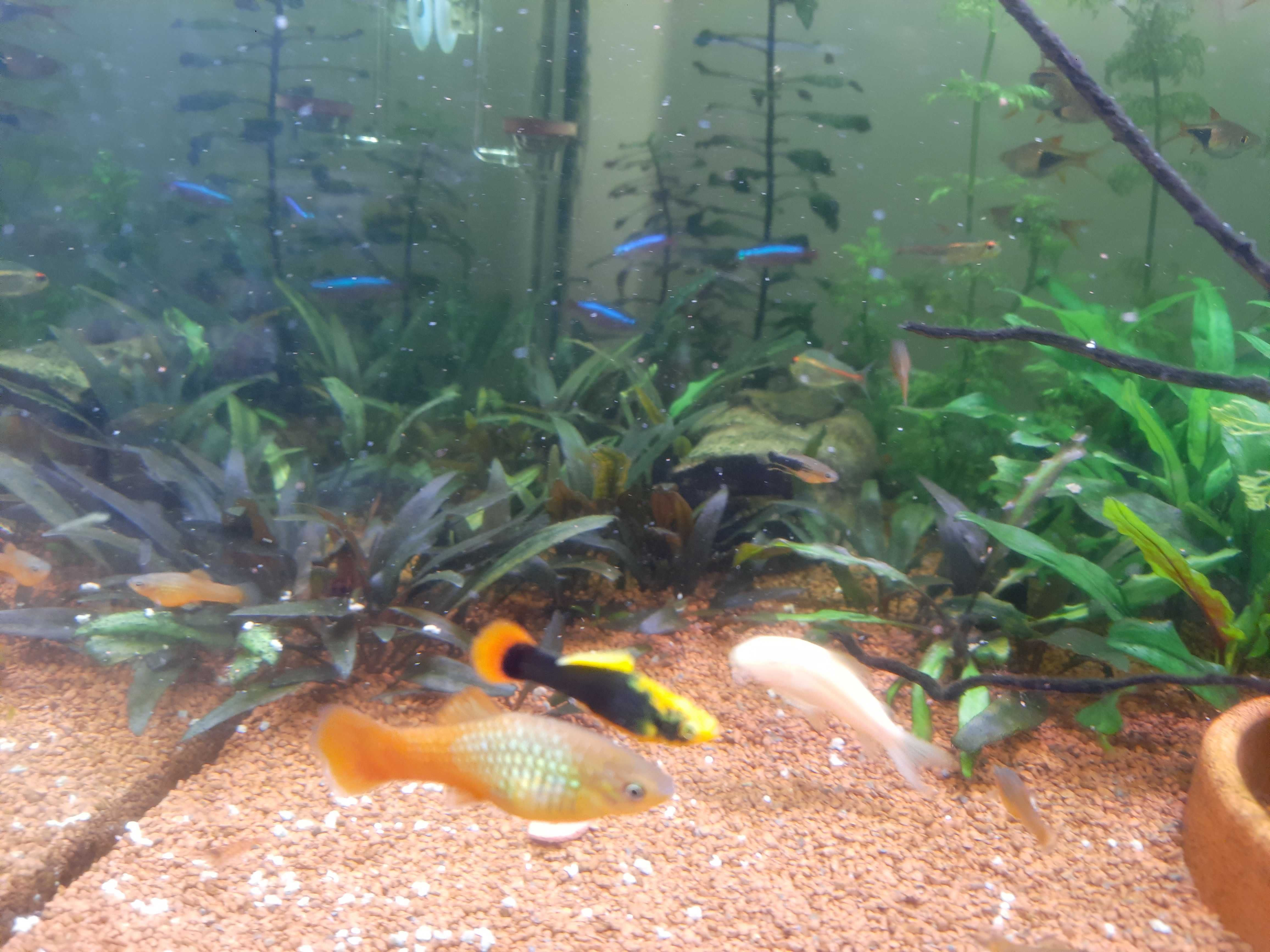 Platy hawaii, aquário