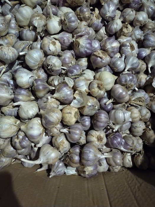 Czosnek przemysłowy Harnaś