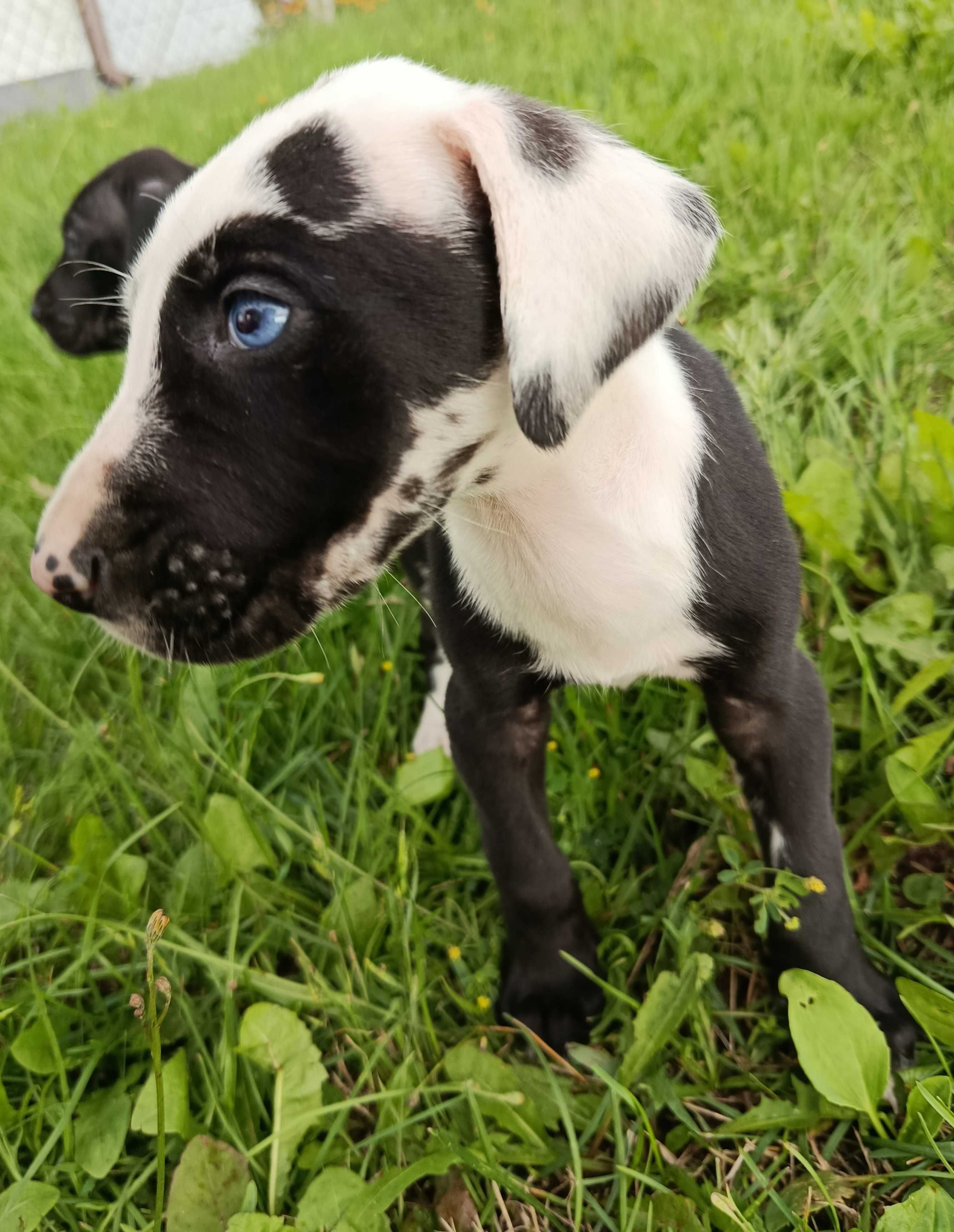 Dog niemiecki pies