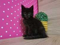 Kotka Maine Coon